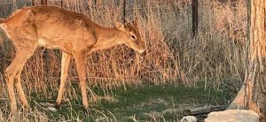 Texas Parks and Wildlife Department (TPWD) and Texas Animal Health Commission (TAHC) received confirmation of one case of chronic wasting disease (CWD) in a Brown County high fence ranch, marking the first confirmed detection in the county.